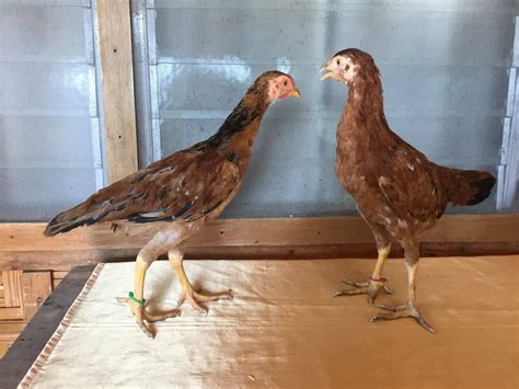 manok breed|MannyPiñol .